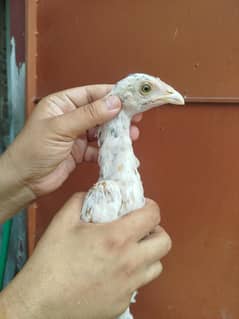 High Quality Aseel mianwali Cheena Chicks for sale