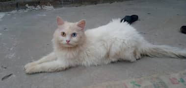 Persian cat pair