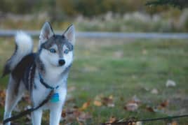 Alaskan