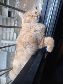 My favourite cat