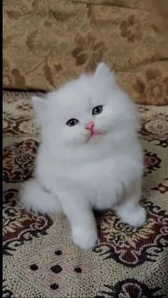 Persian cats kitten Punch face female and male both available
