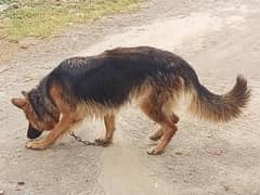 German Shepherd