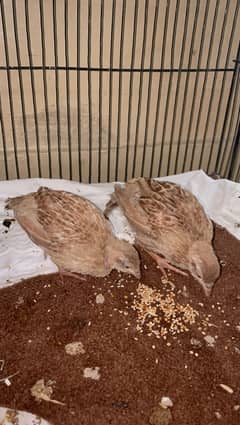 Irani teetar chicks pair for sale