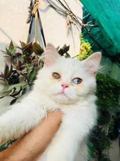 persian kittens whats ap 03159317915