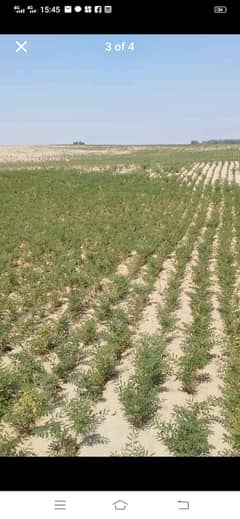 agricultural