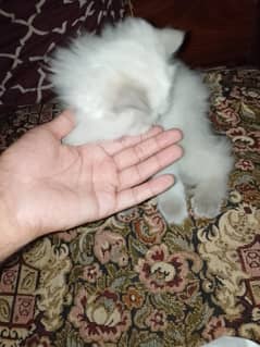Persian Cats Male/Female