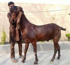 Goat / Bakra / Healthy Goats / Desi / / Bkary / Pure Amratsari Beetal