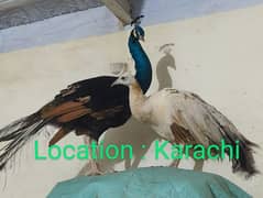 Peacocks for sale