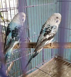 bird for sale