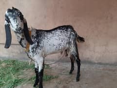 Bakra For sell urgent
