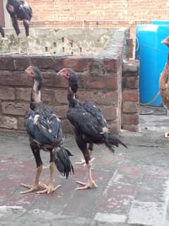 Aseel chicks for sale