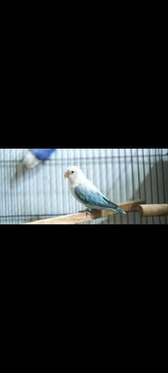 split and possible split palefellow love bird with dna