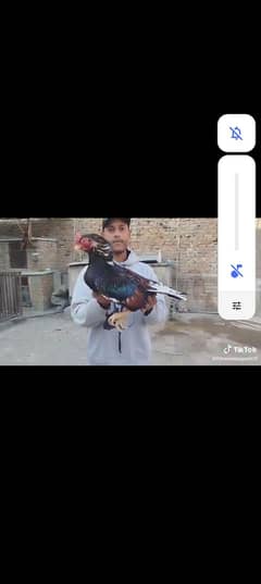 chicks