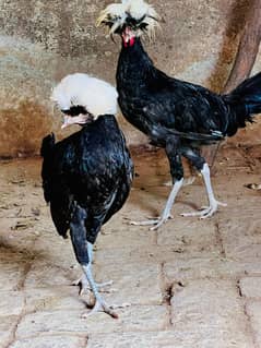 Blcack polish, silkie and ayamcemani