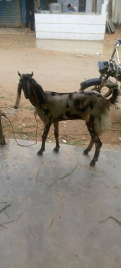bakri