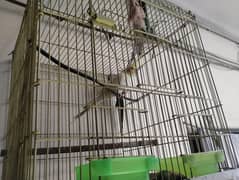 cockatiel pair for sale with cage on urgent basics