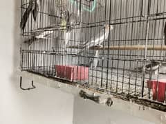 Cockatail chicks available