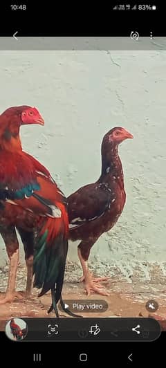 lasani aseel