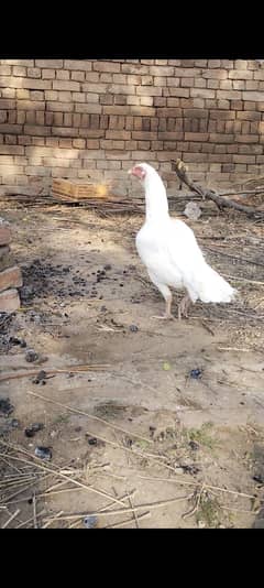 Paper White Heera Madi