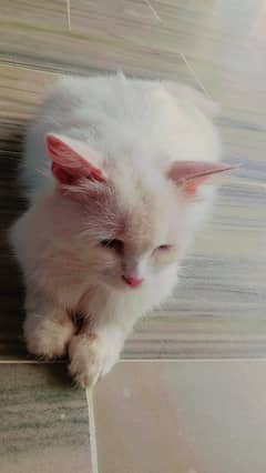 Persian cat for sell