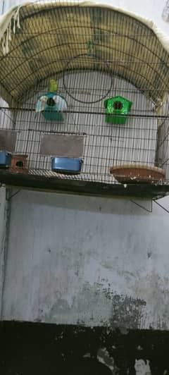 parrots