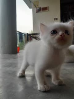 Urgently for sale