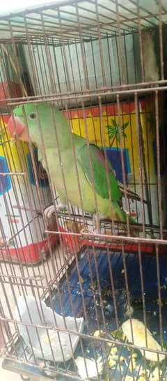 Raw alexanderine parrot