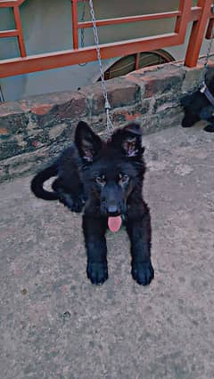 German shepherd 3 month puppy for sale