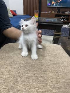 Kittens