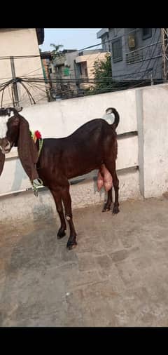 Nagri