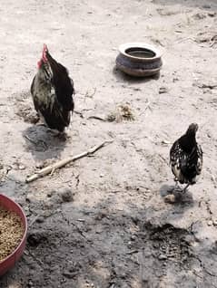 Female Breed sebright ;   Male Breed japanese