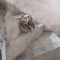 Aseel