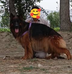 German shepherd proper long coat male for sale