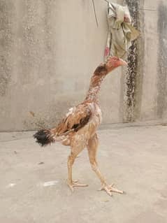 Aseel Hens