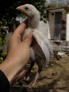 Paper White Heera Aseel Chicks Available.
