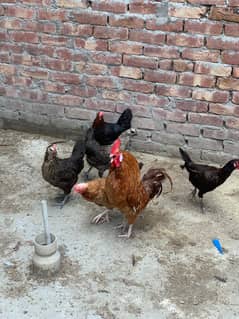 egg laying golden misri set