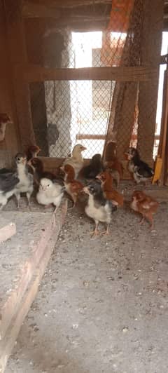Aseel chuze WhatsApp 03061908536