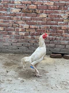 White heera breeder male