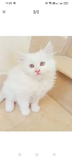 Persian