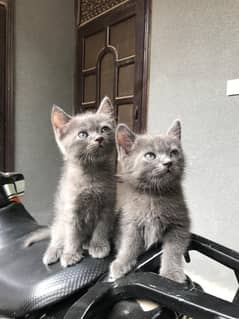 Set of 5  (Persian and British short hair Cat with 3 kittens)