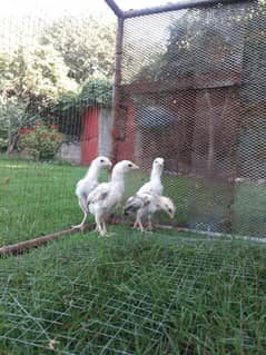 Top Quality Aseel Chicks Available