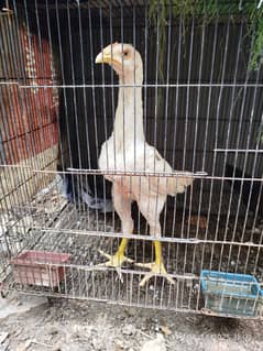 German Shamo | Thai Chicks | Shamo chicks | White Shamo | Java Colour