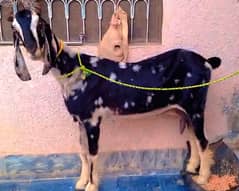 desi nochi bakri (Goat)