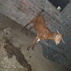 aoa bhi Jan ye bakri h pal na ka liy h