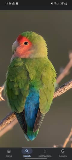 all types love birds