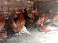 Ande Wali Misri Murgia