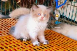 Pure Persian or ragdoll kittens available (adult cats on adoption)