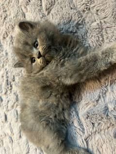 Triple coated 2 persian kitten Grey color