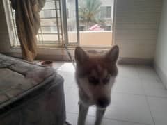 Siberian