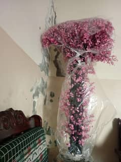 corner plants  height 6 to 7 feet 5 to 6 feet also available